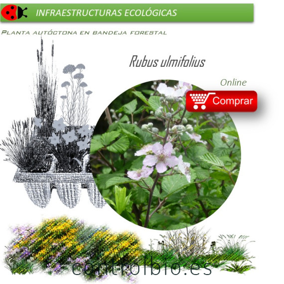 Venta de RUBUS ULMIFOLIUS (Zarzamora) BF 45/220