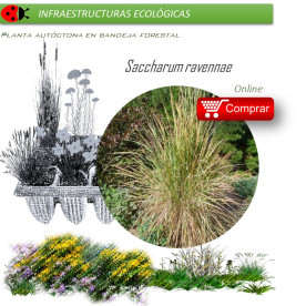 Venta de SACCHARUM RAVENNAE (Cisca) BF 28/400