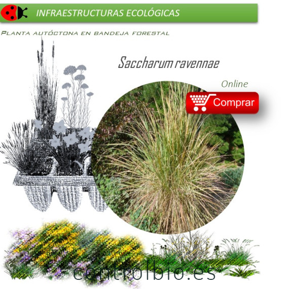 Venta de SACCHARUM RAVENNAE (Cisca) BF 28/400