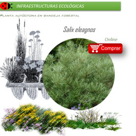 Venta de SALIX ELEAGNOS (Sarga) BF 40/260