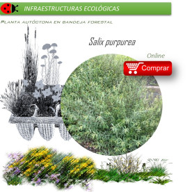 Venta de SALIX PURPUREA (Mimbrera) BF 40/260