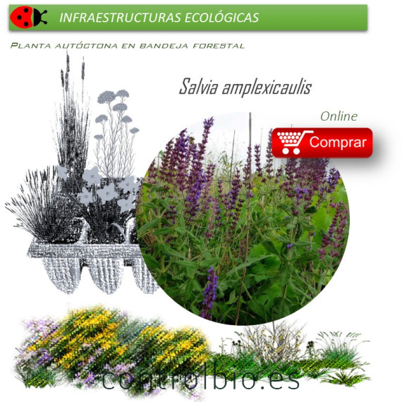 Venta de SALVIA AMPLEXICAULIS (Salvia) BF 40/260