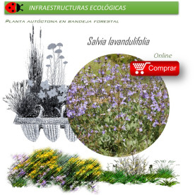 Venta de SALVIA LAVANDULIFOLIA (Salvia de España) BF 40/260