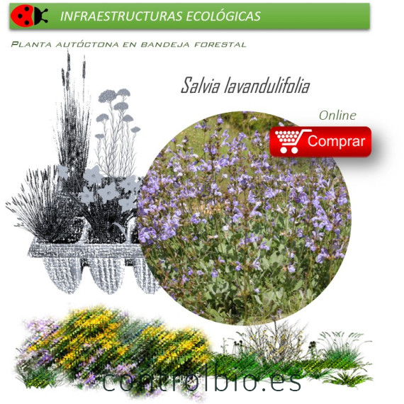 Venta de SALVIA LAVANDULIFOLIA (Salvia de España) BF 40/260