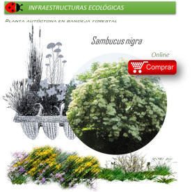 Venta de SAMBUCUS NIGRA (Saúco) BF 28/400