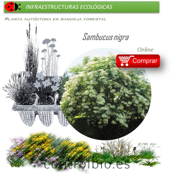 Venta de SAMBUCUS NIGRA (Saúco) BF 28/400