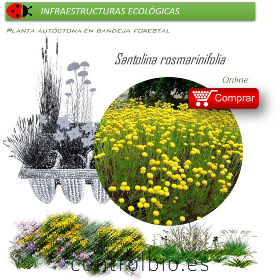 Venta de SANTOLINA ROSMARINIFOLIA (Botonera) BF 45/220