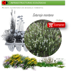 Venta de SATUREJA MONTANA (Ajedrea) BF 40/260