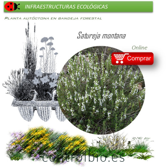 Venta de SATUREJA MONTANA (Ajedrea) BF 40/260