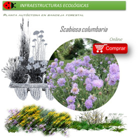 Venta de SCABIOSA COLUMBARIA (Viudita silvestre) BF 40/260