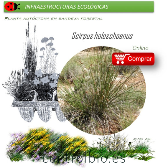SCIRPUS HOLOSCHOENUS (Junco) BF 40/260