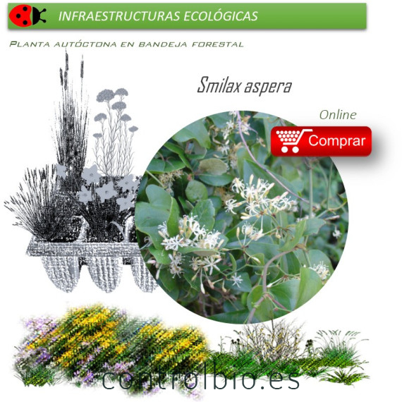 Venta de SMILAX ASPERA (Zarzaparrilla) BF 40/260