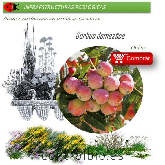 Venta de SORBUS DOMESTICA (Serbal común) BF 45/220