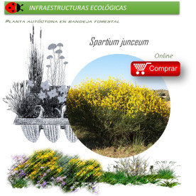 Venta de SPARTIUM JUNCEUM (Gayomba) BF 40/260