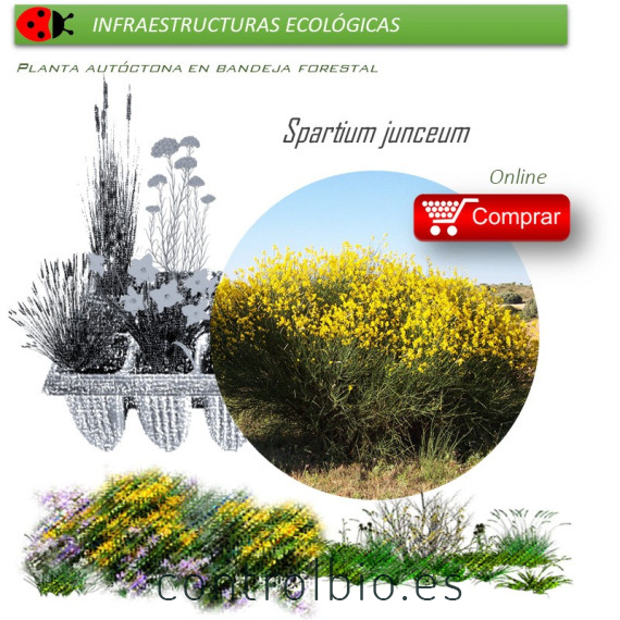Venta de SPARTIUM JUNCEUM (Gayomba) BF 40/260
