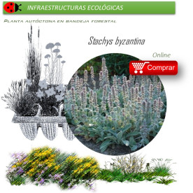 Venta de STACHYS BIZANTINA (Oreja de liebre) BF 40/260