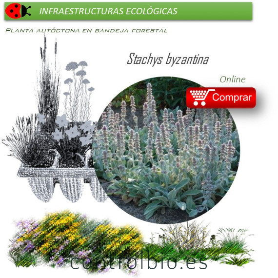 Venta de STACHYS BIZANTINA (Oreja de liebre) BF 40/260