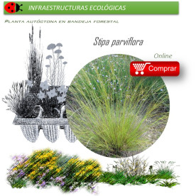 Venta de STIPA PARVIFLORA (Hopillo) BF 40/260