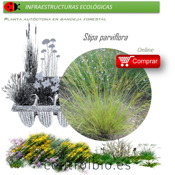 Venta de STIPA PARVIFLORA (Hopillo) BF 40/260