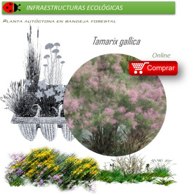 Venta de TAMARIX GALLICA (Taray) BF 60/300