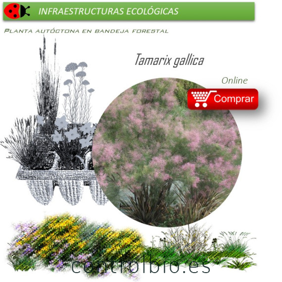 Venta de TAMARIX GALLICA (Taray) BF 60/300