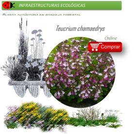 Venta de TEUCRIUM CHAMAEDRYS (Camedrio) BF 40/260
