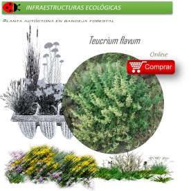 Venta de TEUCRIUM FLAVUM (Teucrio amarillo) BF 40/260