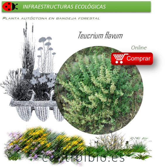 Venta de TEUCRIUM FLAVUM (Teucrio amarillo) BF 40/260