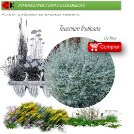 Venta de TEUCRIUM FRUTICANS (Teucrio común) BF 45/220