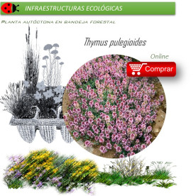 Venta de THYMUS PULEGIOIDES (Serpol) BF 54