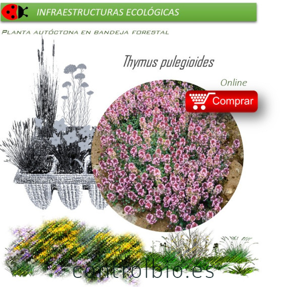Venta de THYMUS PULEGIOIDES (Serpol) BF 54