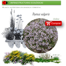 Venta de THYMUS VULGARIS (Tomillo) BF 40/260