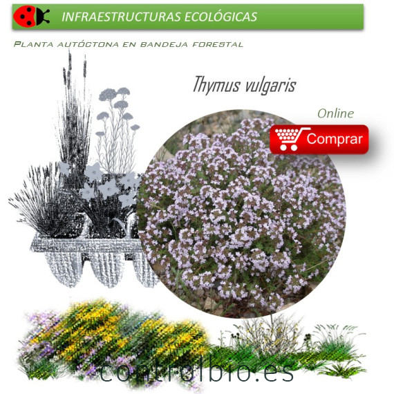 Venta de THYMUS VULGARIS (Tomillo) BF 40/260
