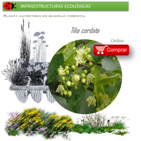 Venta de TILIA CORDATA (Tilo) BF 45/220
