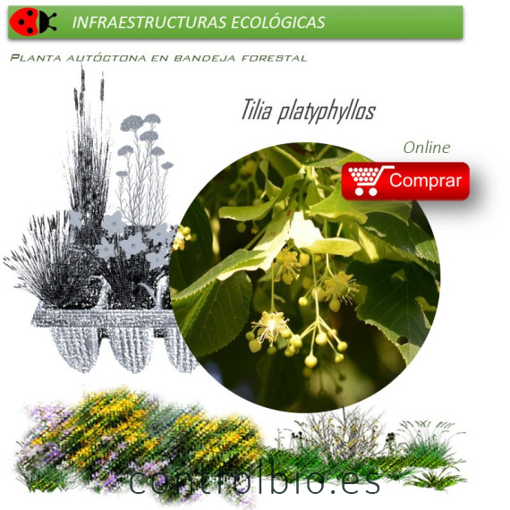 TILIA PLATYPHILLOS (Tilo de hoja ancha) BF 45/220