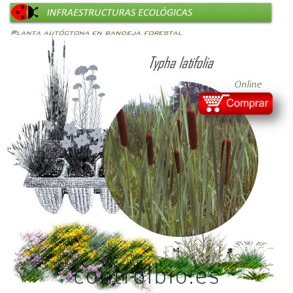 Venta de TYPHA LATIFOLIA (Anea) BF 40/260