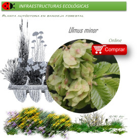 Venta de ULMUS MINOR (Olmo común) BF 45/220