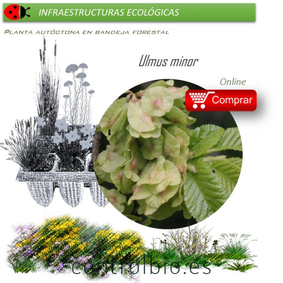 Venta de ULMUS MINOR (Olmo común) BF 45/220