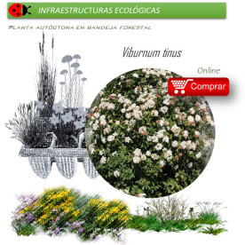 Venta de VIBURNUM TINUS (Durillo) BF 40/260