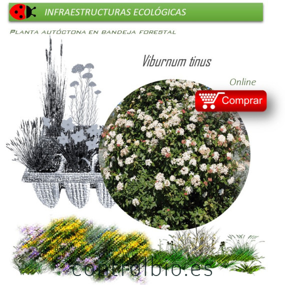 Venta de VIBURNUM TINUS (Durillo) BF 40/260