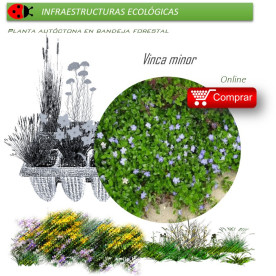 Venta de VINCA MINOR (Pervinca) BF 40/260