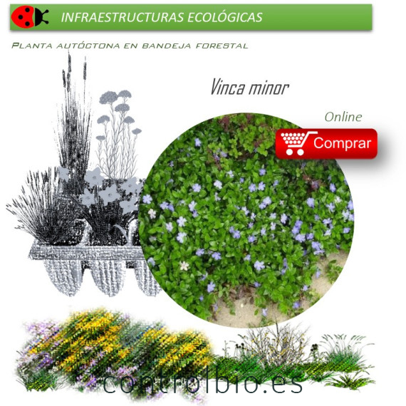 Venta de VINCA MINOR (Pervinca) BF 40/260