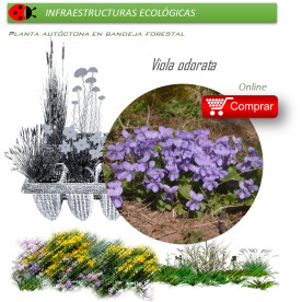 Venta de VIOLA ODORATA (Violeta) BF 40/260