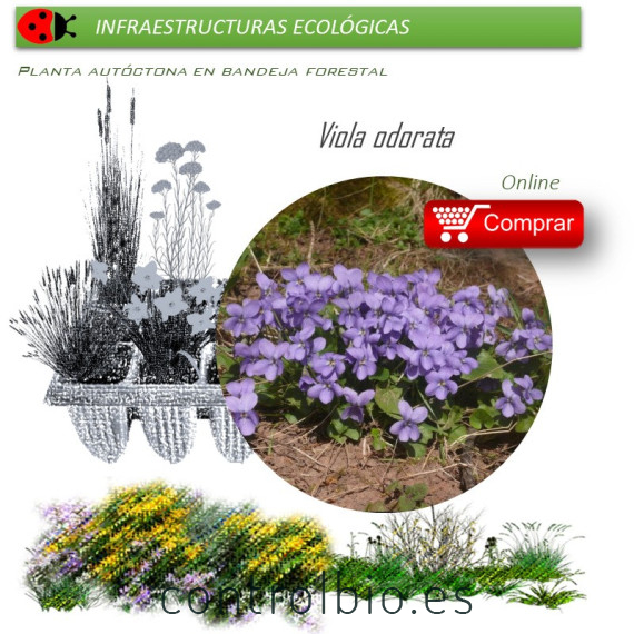 Venta de VIOLA ODORATA (Violeta) BF 40/260