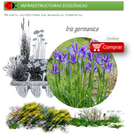 Venta de IRIS GERMANICA (Lirio) BF 40/260