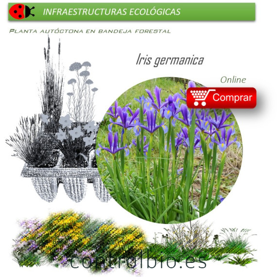 Venta de IRIS GERMANICA (Lirio) BF 40/260