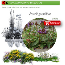 Venta de PRUNELLA GRANDIFLORA (Consuelda mayor) BF 40/260