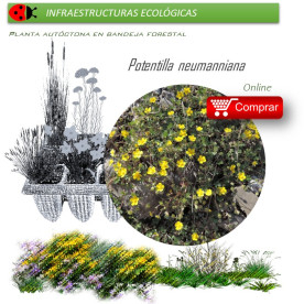 Venta de POTENTILLA NEUMANNIANA BF 40/260