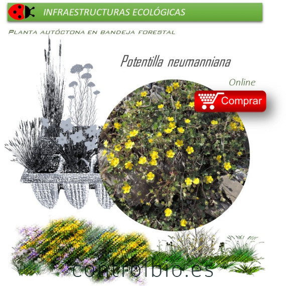 Venta de POTENTILLA NEUMANNIANA BF 40/260