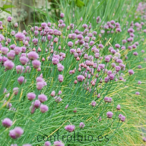 Venta de ALLIUM SCHOENOPRASUM (Cebollino) BF 40/260